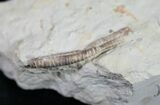 Rare Armored Worm (Lepidocoleus) - Haragan Formation #9042-2